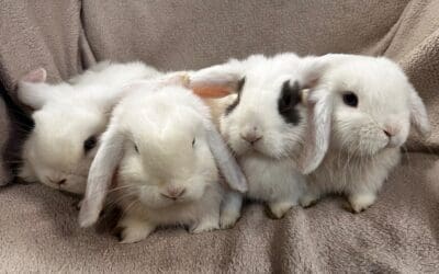 Hannah, Harriet, Henrietta & Harry