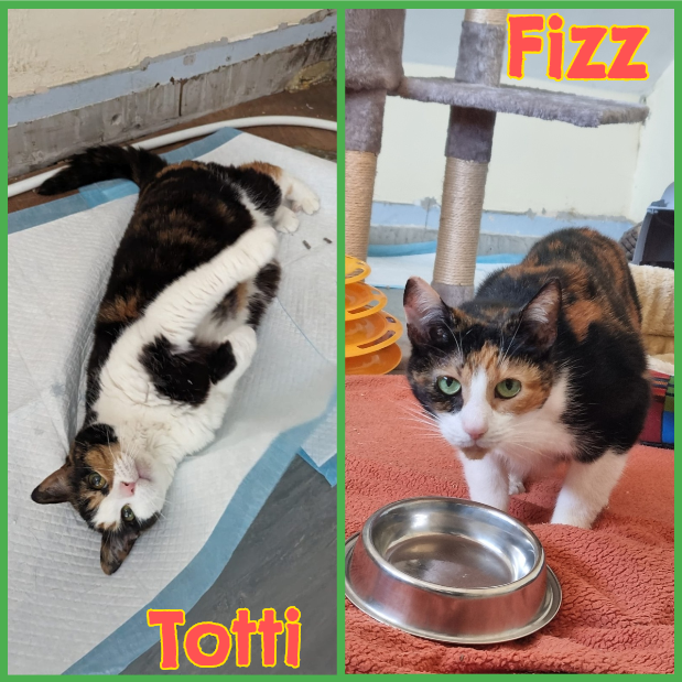 Fizz & Totti | Freshfields Animal Rescue