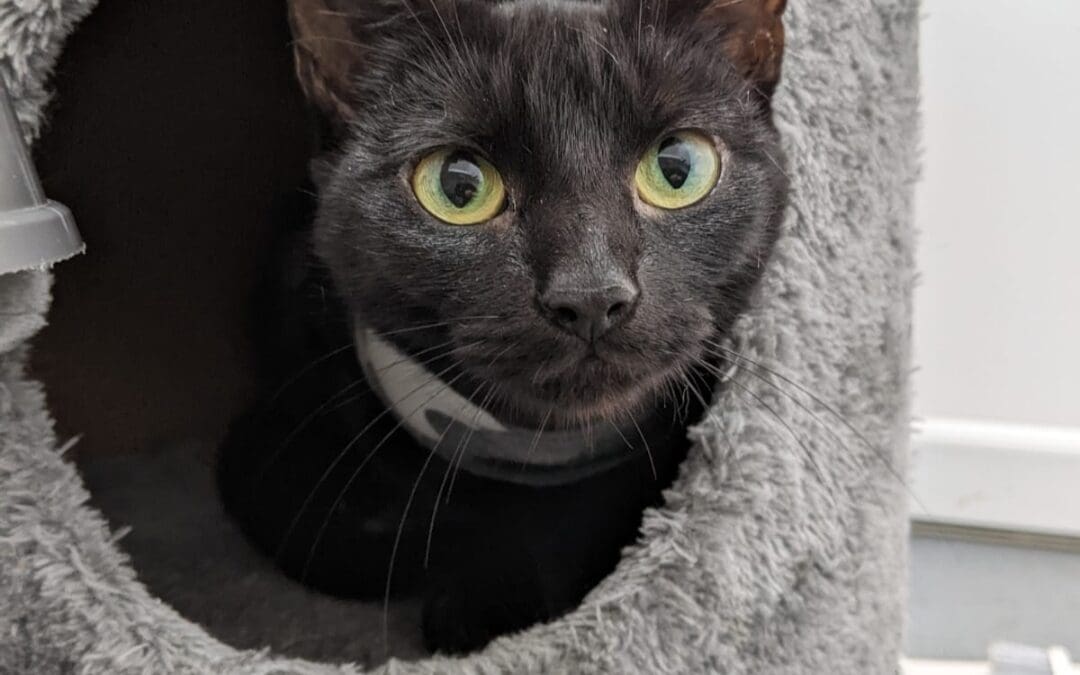 Freshfield animal rescue store cats