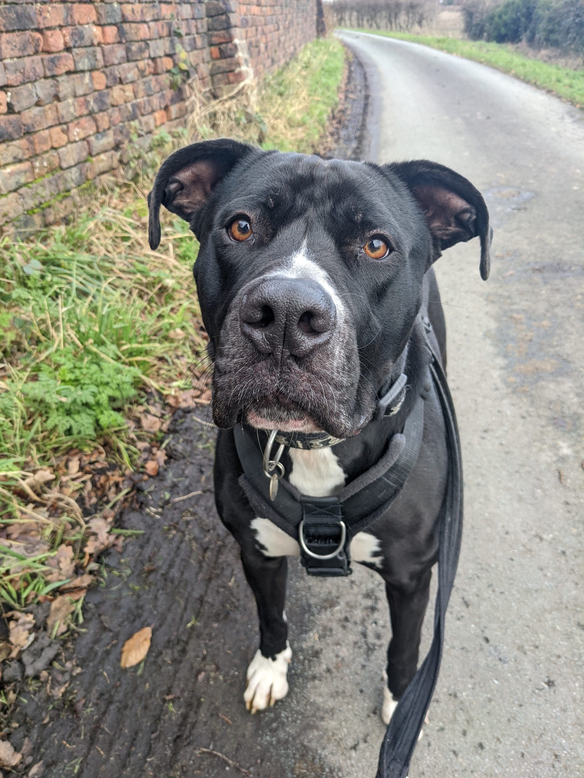 Chester | Freshfields Animal Rescue