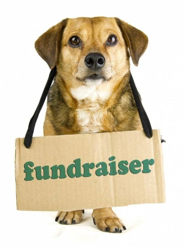 Fundraising Tips & Ideas | Freshfields Animal Rescue