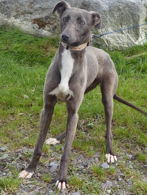 whippet rescue centres